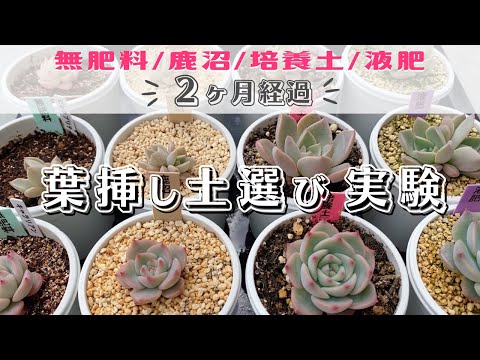 園芸 イベリド葉短コマ症