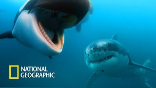 고래의 울음소리를 들은 백상아리의 반응은?