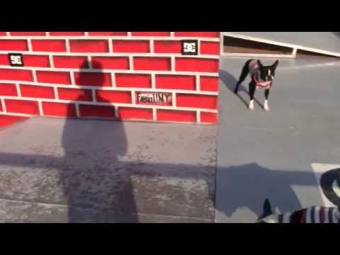 FISE 2010 Montpellier