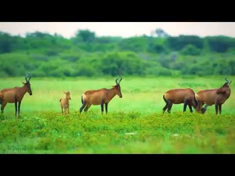 Amazing Wildlife of Botswana  8K Nature video with music part 3