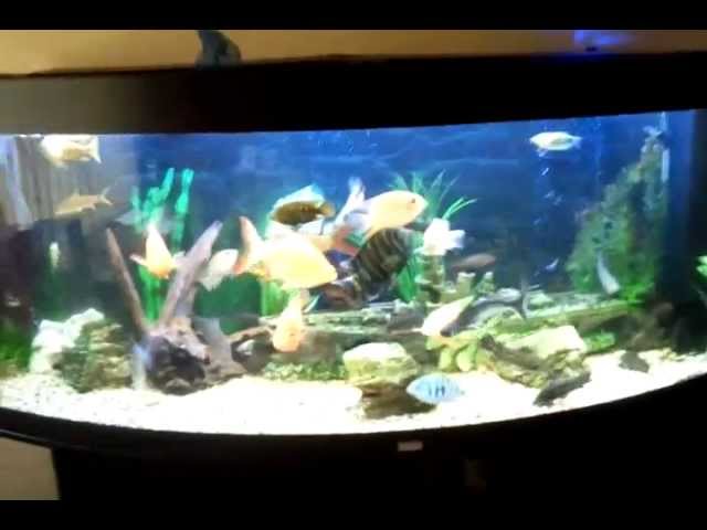 Tropical fish for sale.mp4