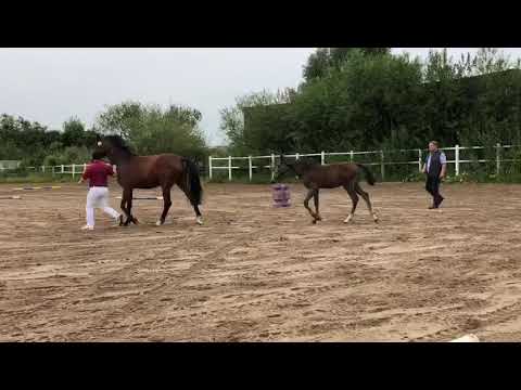 Nachwuchs 2019 - Hengstfohlen v. Cadensky, a.d. Mutter Sandro Boy, Cannavaros,  Levisto, Carthago