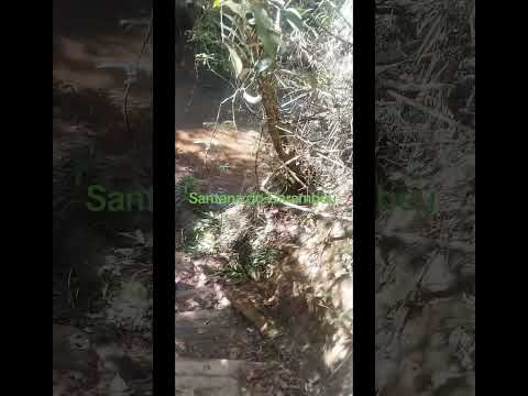 cachoeira Água limpa em Santana do garambéu