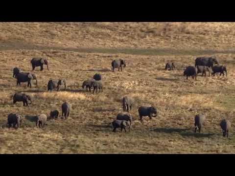The Great Elephant Census  |  HHMI BioInteractive Video