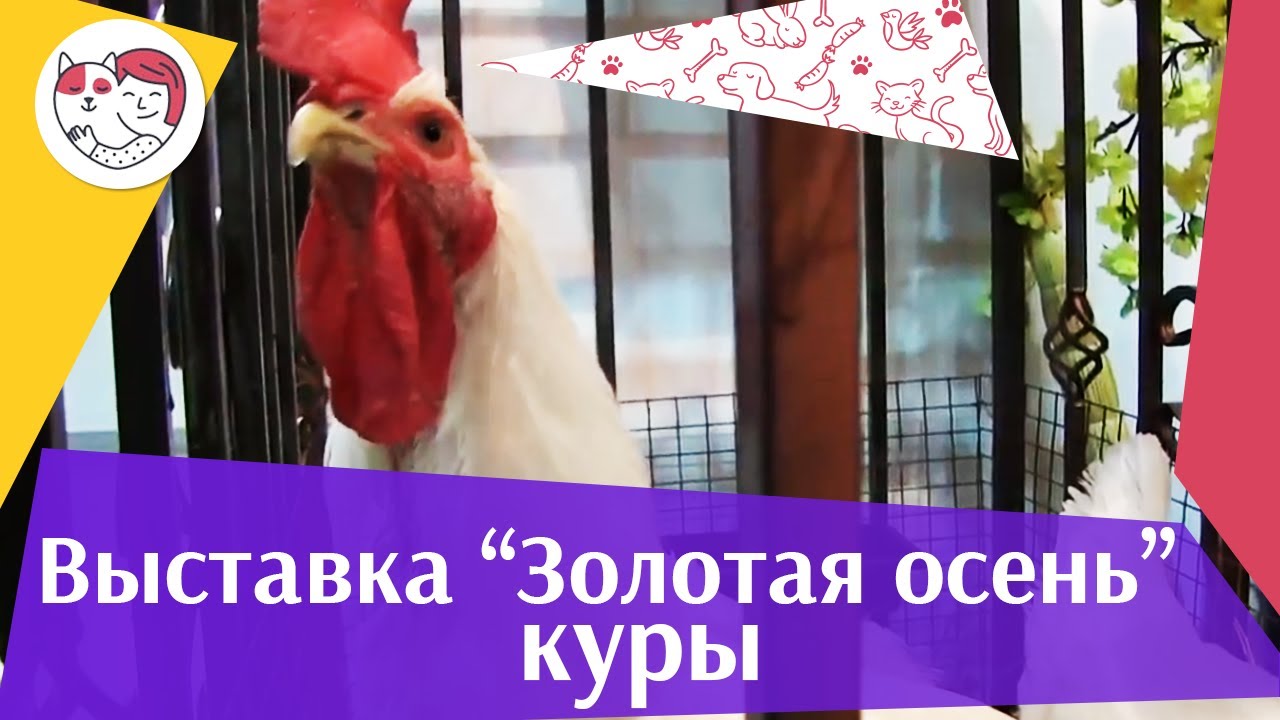Куры Агропромышленная выставка Золотая осень 2016 iLike Pet