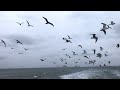 Gulls And Gannets Eating Chum In The North Atlantic New York Pelagic