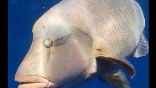 Красное море наполеон локация способ ловли