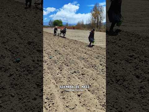 Culpina: Sembrando maíz en la pampa culpineña
