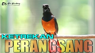 Download lagu KETREKANNYA MERANGSANG MURAI CEPET RESPON NGEPLONG DAN BONGKAR MATERI mp3 Download lagu KETREKANNYA MERANGSANG MURAI CEPET RESPON NGEPLONG DAN BONGKAR MATERI mp3