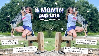 Life With an 8 Month Old Australian Shepherd! | Tips for Leash Walking + Regression/Fear Updates!