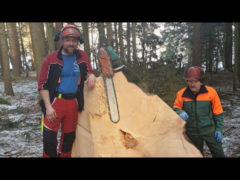 200 Jahre XXL Fichte fällen. Der hodse keiln losn!