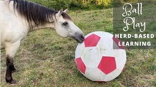Equine Ball Play - Herd-Based Learning &amp; Fun!