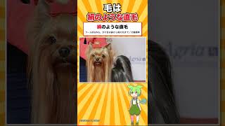 【犬種シリーズ #9】愛玩犬じゃなかった人気犬｜ヨークシャー・テリア