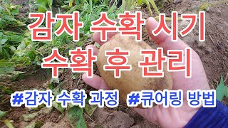 [감자재배] 감자수확과정과 수확후관리