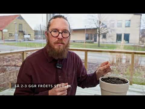 Odla tomat från Fröäventyret Del 1
