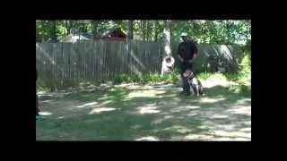 Giant Protection Red Nose Pit bull