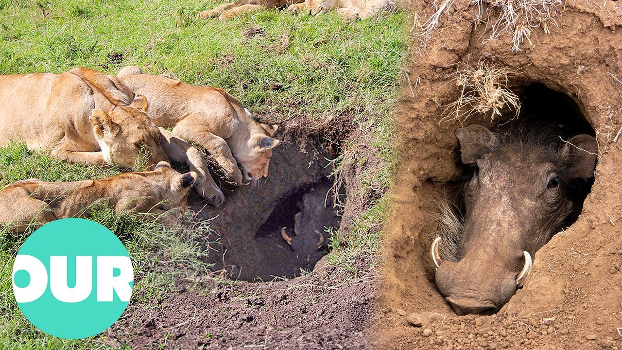 Lions Learned To Dig Out Hiding Warthogs