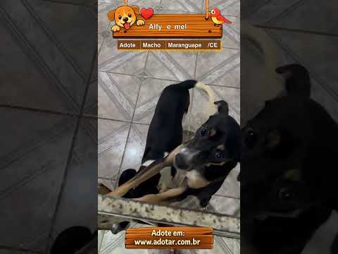 Vídeo de Alfy e mel