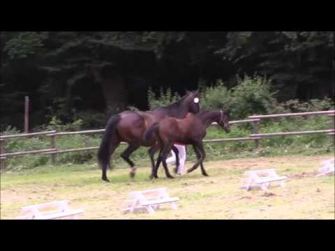 Florida v. Florenciano x Rockwell geb.16.3. Stünzel 2016