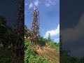 Pentecost Vanuatu, tower jumping