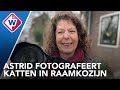 De raamkatten van Gouda, Astrid heeft er al ruim 70 gefotografeerd. - OMROEP WEST