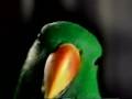 Eclectus Parrot Aruensis Red Sided TV Star Of A Washington Post Ad