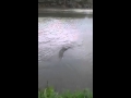 Crocodile found in Permatang Pauh Penang - YouTube