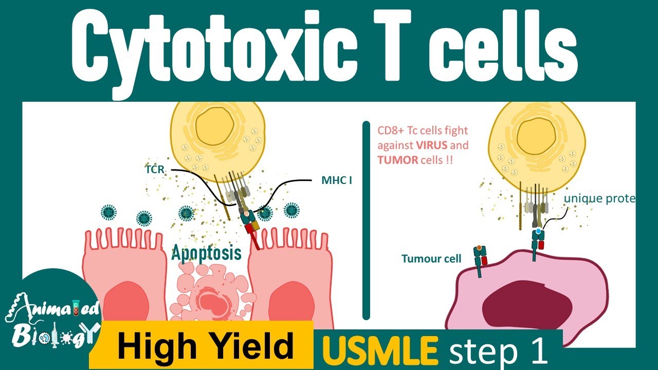 Cytotoxic T cells | CD8+ cytotoxic T cells in immunity | viral immunity and CD8+ T cells | USMLE
