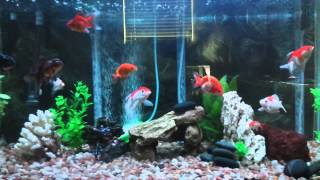 Ranchu, pearl scale, oranda goldfish