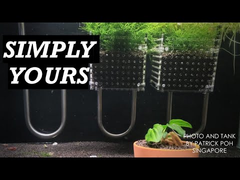 What Changed Everything for Shrimp Keepers Worldwide