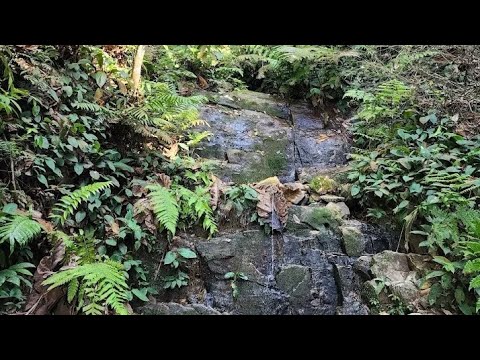 We have catch fishes from the fresh waterfall guppy fish and crayfish..