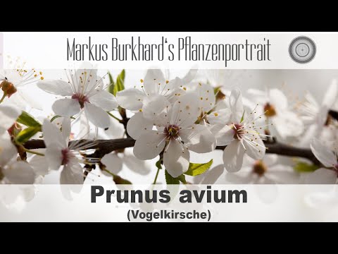 Prunus avium - Vogelkirsche, Beschreibung, Ansprüche, Frucht, Standort
