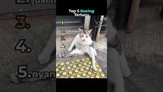 Download lagu Top 5 Kucing Terlucu🤣 mp3 Download lagu Top 5 Kucing Terlucu🤣 mp3