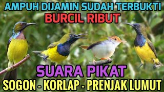 Download lagu Anti zonk❗Suara pikat sogon, korlap kombinasi prenjak lumut dijamin ampuh  mp3
