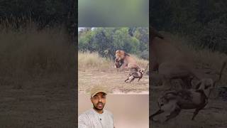 Rei da Selva e Mabeco 😱