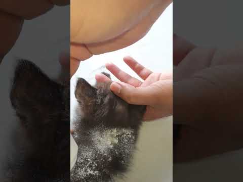 fleas and tics | notix powder review | finish all fleas guaranteed💯