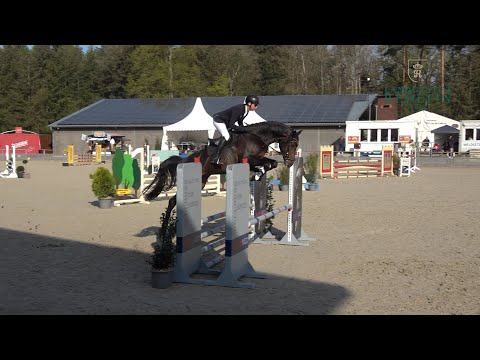 Akando v. Askari - Askanier, DSP Hengst * 2018