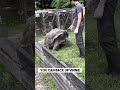 Giant Tortoise S Behavior And Intelligence