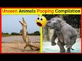 Wild Animals Pooping Compilation Animals Pooping Facts
