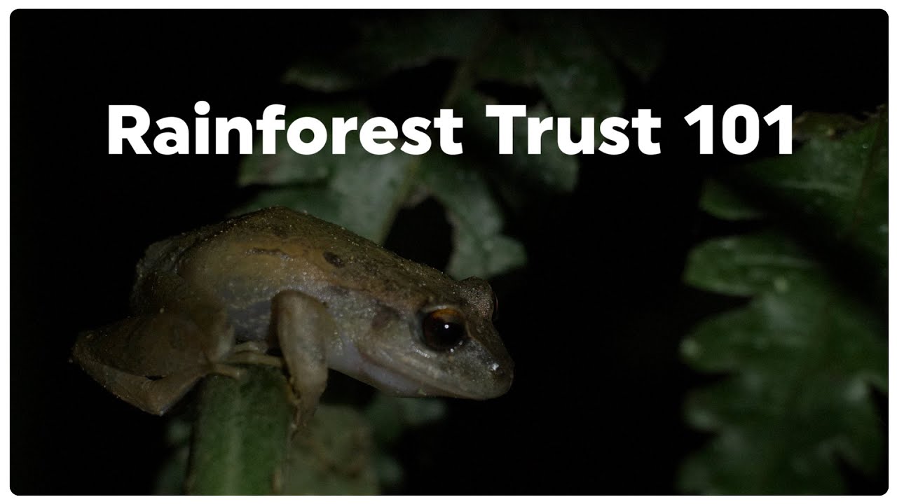 Rainforest Trust 101
