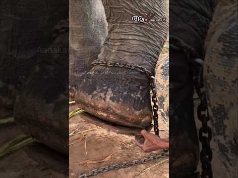 ഗുരുവായൂർ നന്ദന്റെ കാര്യം കഷ്ടം #guruvayoornandan #elephant #shortsfeed #guruvayoor #shortsviral