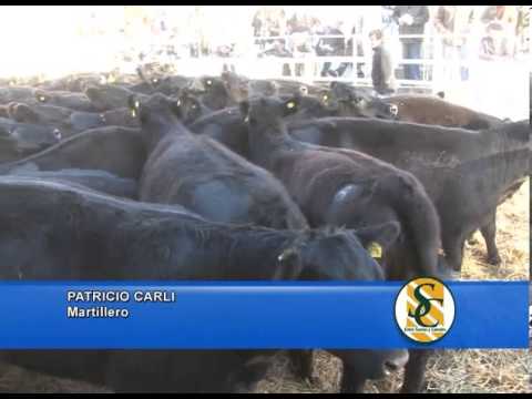 PATRICIO CARLI - Alzaga Unzué y Cía. S.A. - El Ponoy - San Luis - Ayacucho - 03/09/2013