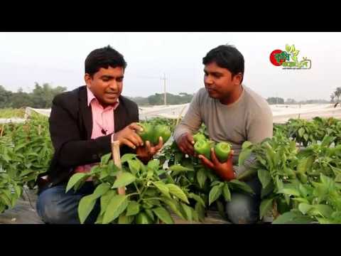 ক্যাপসিকাম(Capsicum)-৩৩ শতকে ৪ মাসে ৪ লক্ষ টাকার ক্যাপসিকাম বিক্রি