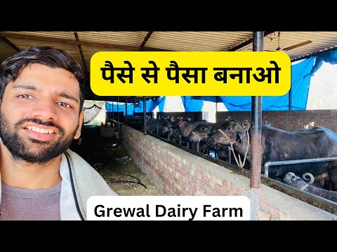 Dairy Farming के पैसों से ज़रूर बनाओ और पैसे ॥ Indian Dairy Farming || Grewal Buffalo Dairy Farm.