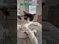 Ranking Best I Could Eat A Cat Moments