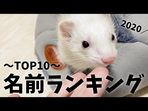 フェレットの名前