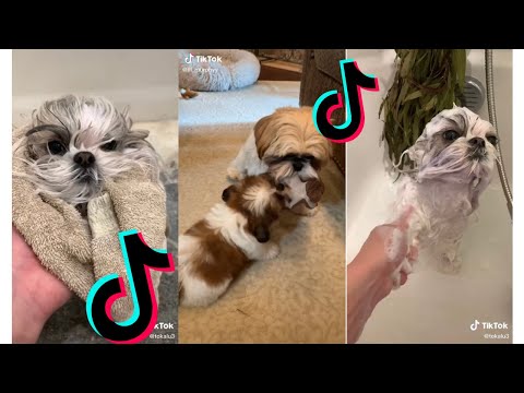 😍 Cutest Shih Tzu 😂 Funny and Cute Shih Tzu Puppies and Dogs Videos