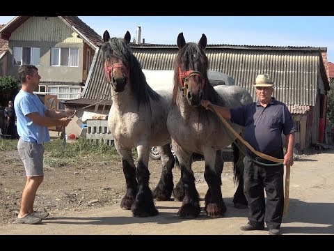 Armasarii lui Romica Racasan de la Sannicoara, Cluj - 2019 Nou!!!