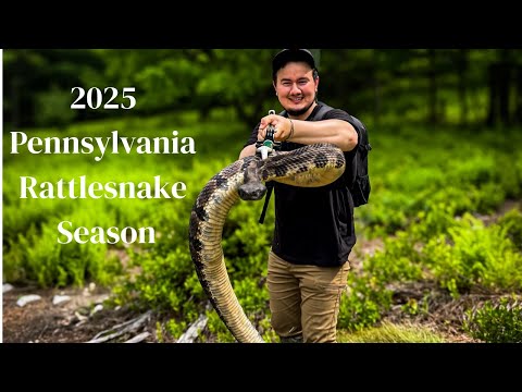 |Rattlesnake Hunting In Pennsylvania| Huge Den Of Rattlesnakes!