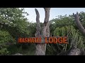 MTB Ride With Slow Jo In Mashatu Game Reserve Botswana